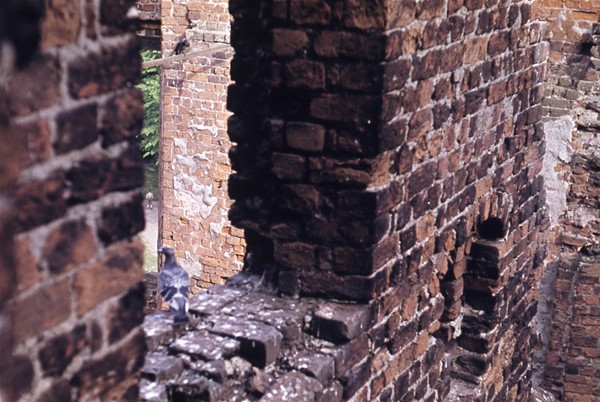 Nærbillede af vindue i ruinen af sydfløjen set indefra