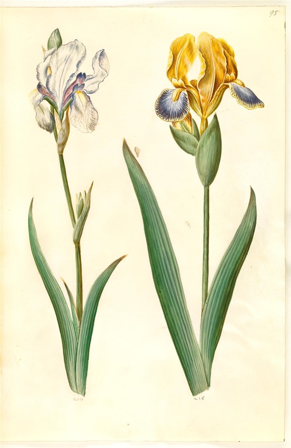 Iris pallida (bleg iris); Iris variegata (broget iris)