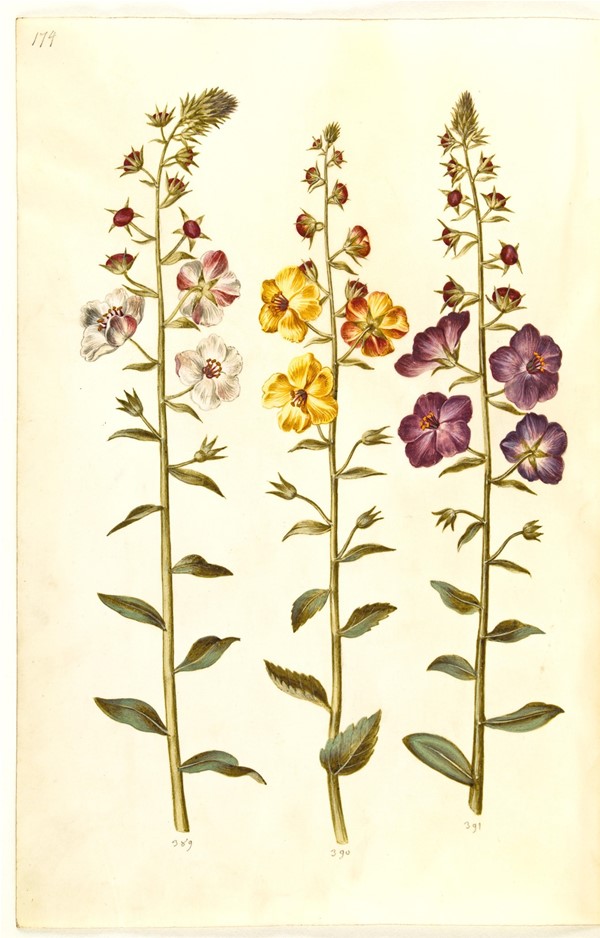 Verbascum blattaria (klase-kongelys); Verbascum phoeniceum (purpur-kongelys)