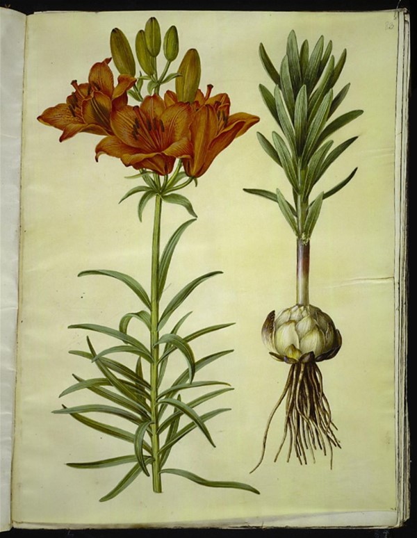 Lilium bulbiferum (brand-lilje)