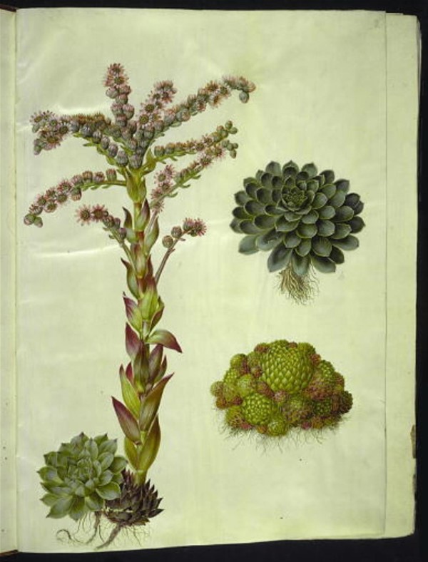 Sempervivum tectorum (almindelig husløg); Sempervivum montanum (bjerg-husløg)