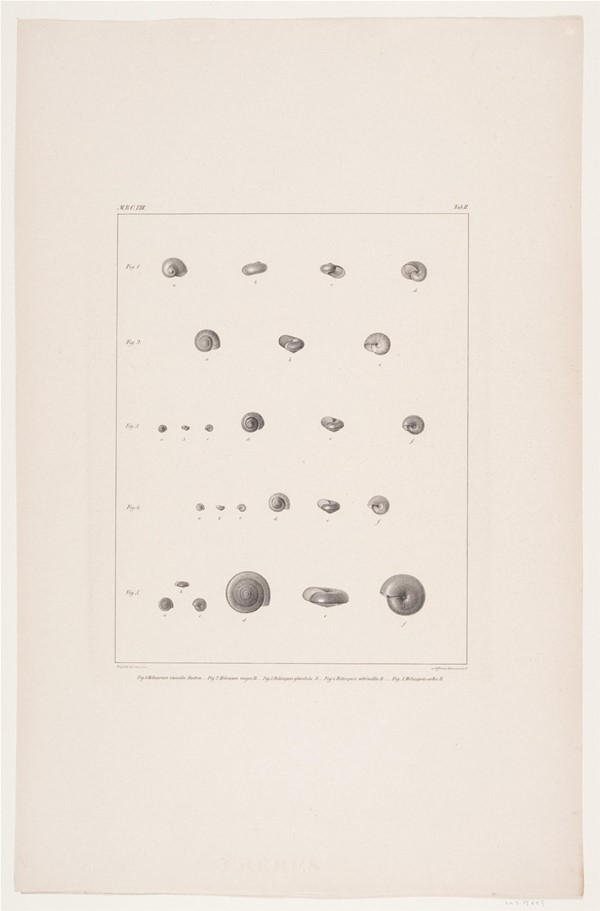 Christian VIII´s konkyliesamling, tavle II