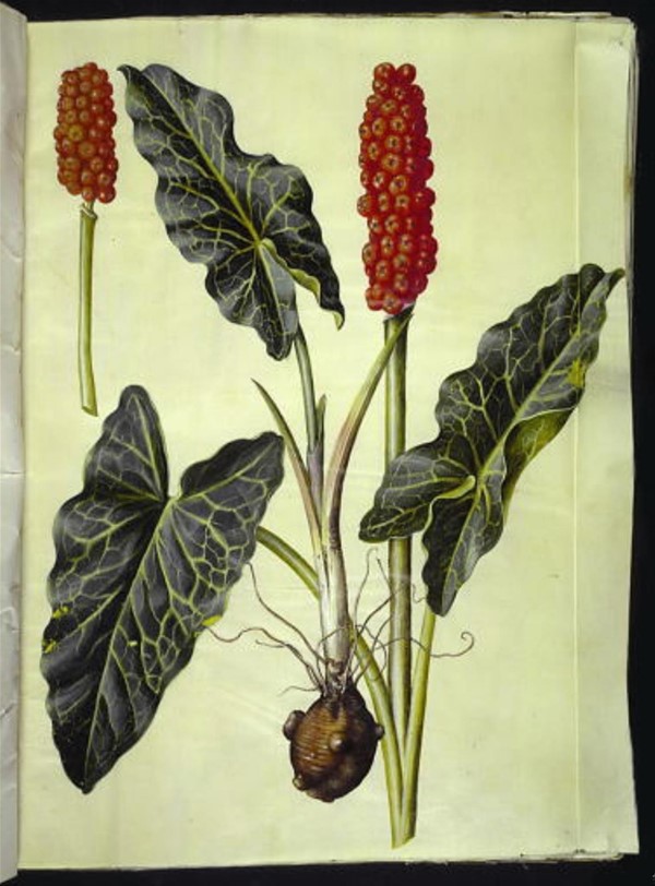 Arum italicum (italiensk arum)