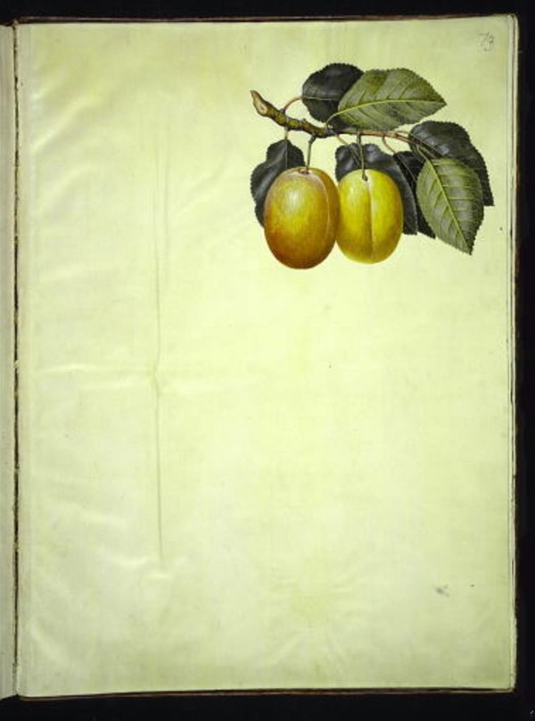 Prunus domestica (blomme)
