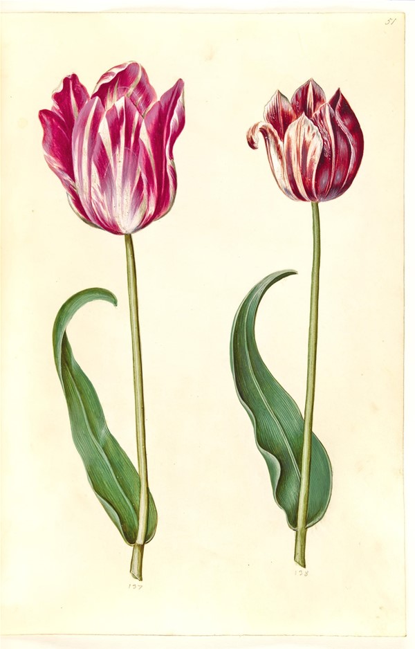 Tulipa gesneriana (have-tulipan)