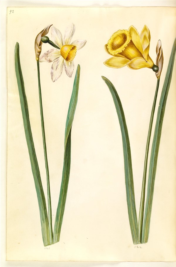 Narcissus ×incomparabilis (have-narcis); Narcissus pseudonarcissus (påskelilje)