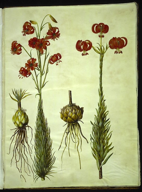 Lilium chalcedonicum (rød turbanlilje)