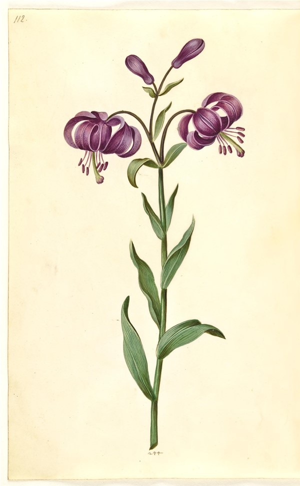 Lilium martagon (krans-lilje)